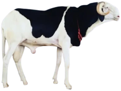 Mouton blanc et noir aux cornes enroulées