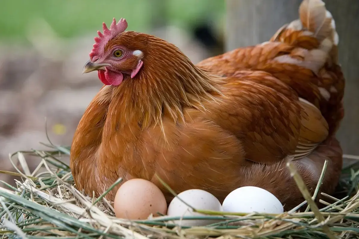 Poule pondeuse sur son nid avec ses œufs