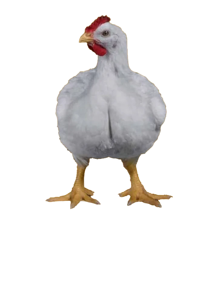 Poule blanche