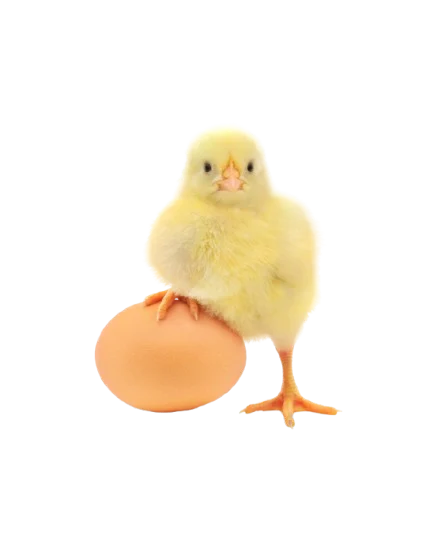 Poussin jaune posé sur un œuf